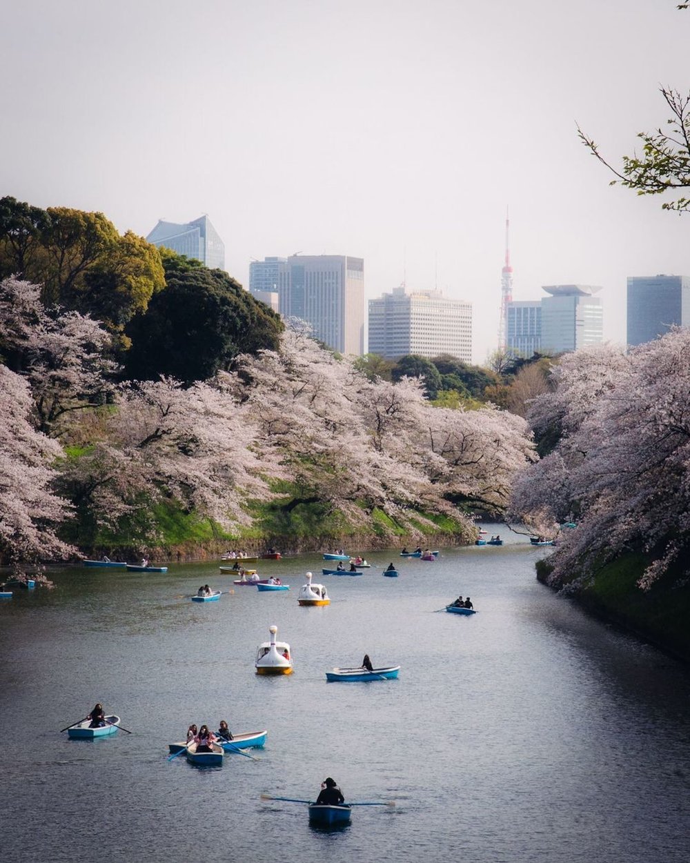 千鳥ヶ淵のお堀でボートを漕ぐ人々