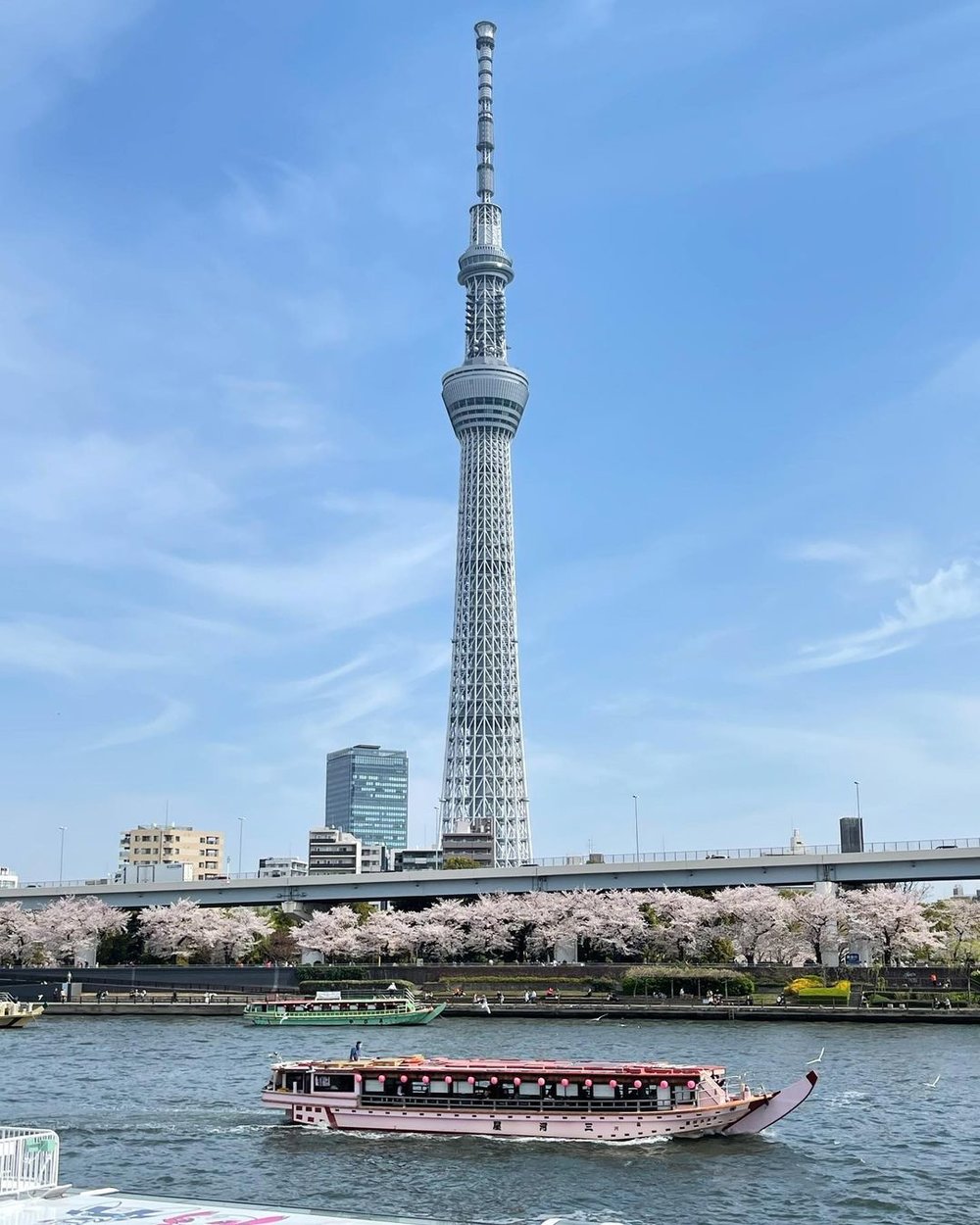 東京スカイツリーと隅田川沿いに咲く桜
