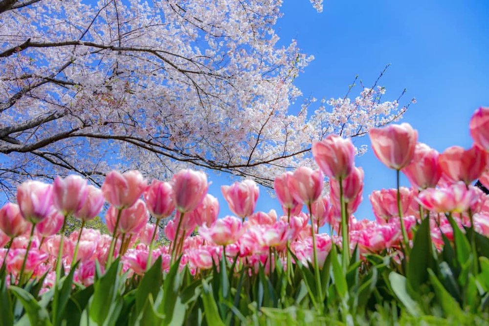 国営昭和記念公園の桜
