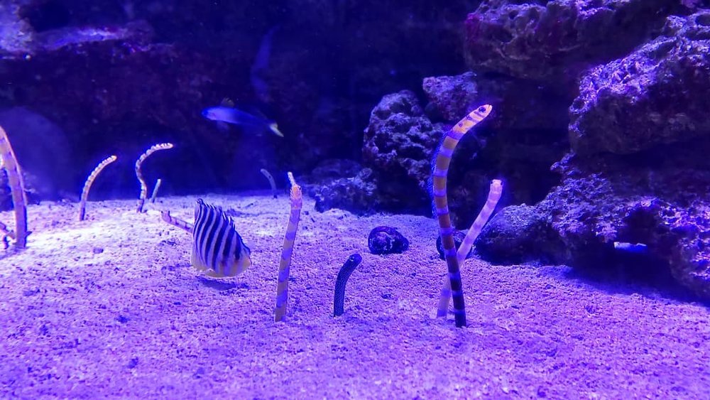 アクアパーク品川のチンアナゴ