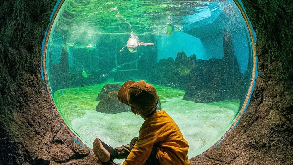 Kids will enjoy seeing 700 different species of animals at the aquarium.