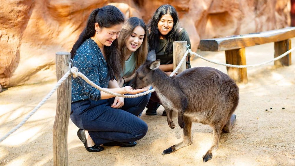 Feed kangaroos from Kangaroo Island at the zoo.