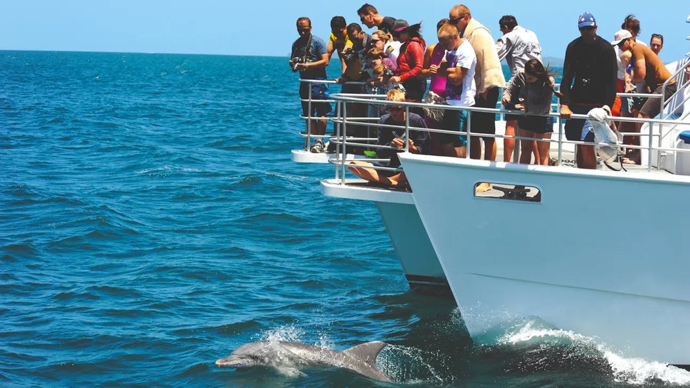 Keep your eyes peeled for dolphins, seals, and other animals at the bay.