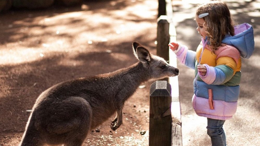 Bond with roos and other native animals at the park. Credit: featherdalewildlifepark