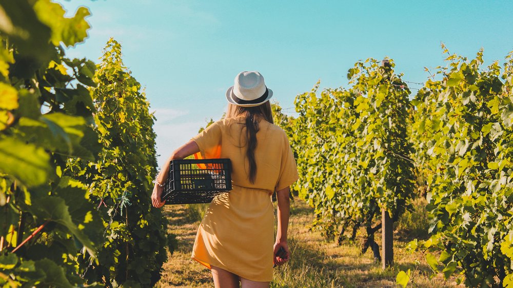 Mornington Peninsula is famous for its hot springs, lavender gardens, and beautiful wineries.  Image Credits: @czapp_arpad on Unsplash
