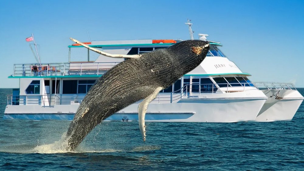 Set out early in the morning and see these humpbacks up close and personal.