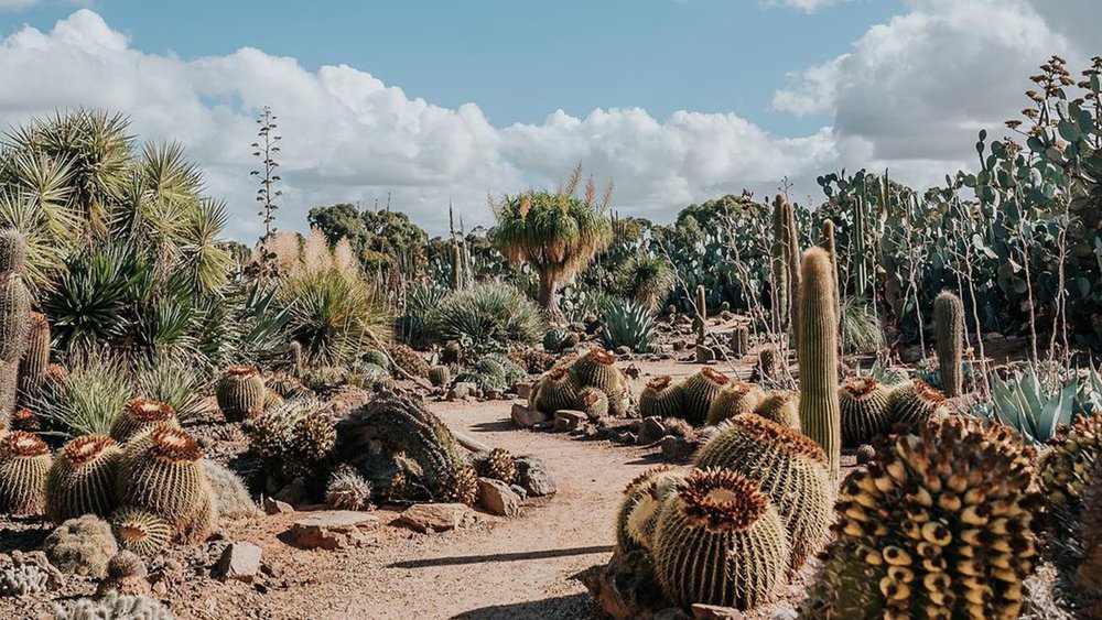 The sprawling farm boasts not just cacti but also succulents. Credit: cactus country