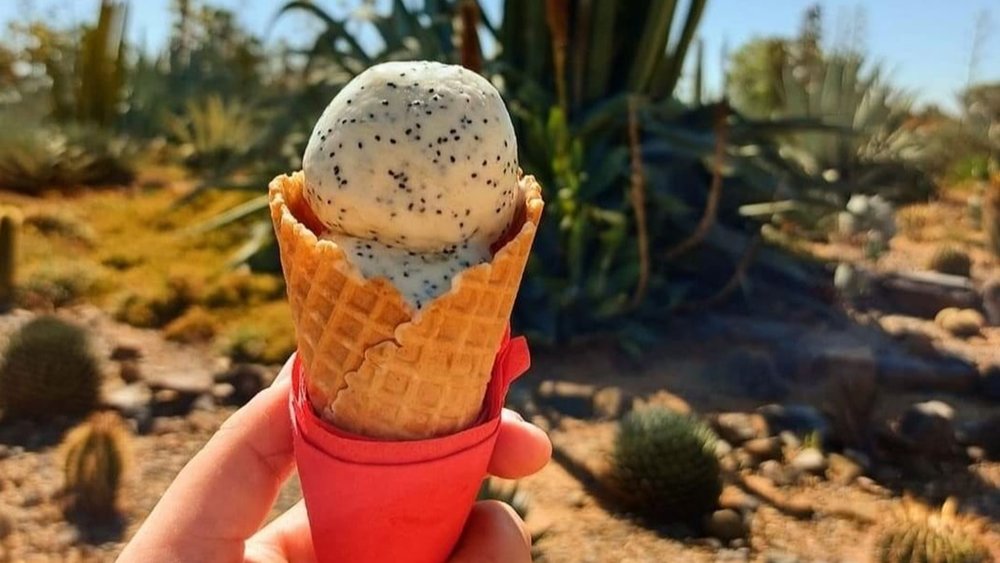 Cool off with a refreshing scoop of handmade cactus ice cream. Credit: cactus country