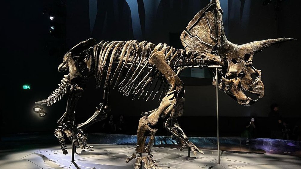 See the skeleton of the Triceratops that’s worth a whopping $3 million. Credit: featheast