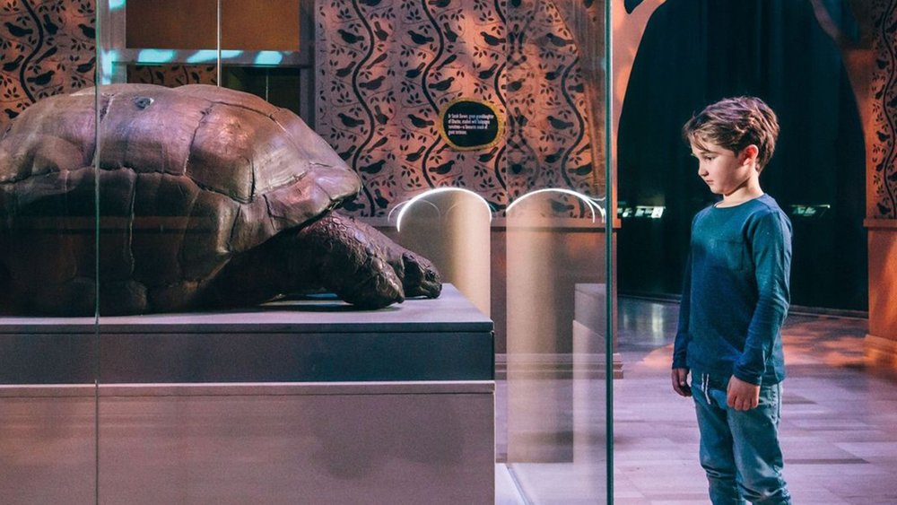 Marvel at the shell of Aldabra Giant Tortoise, one of Charles Darwin’s favourite subjects. Credit: melbournemuseum