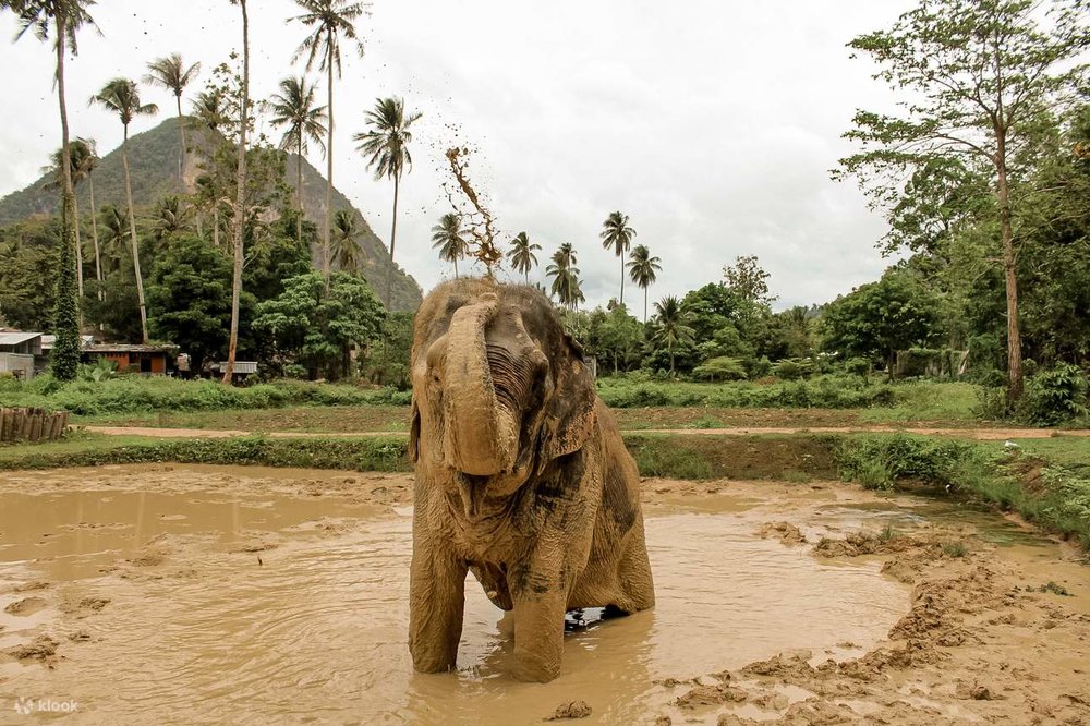 ศูนย์อนุรักษ์ช้างอ่าวนาง (Aonang Elephant Sanctuary) 3