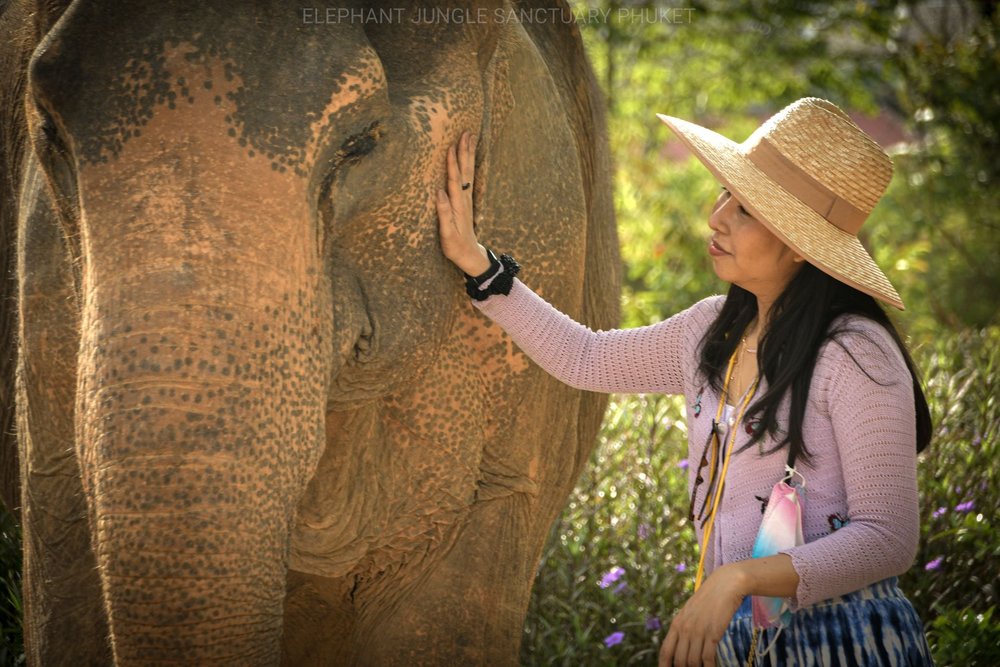 ชมช้างที่ ปางช้าง ภูเก็ต