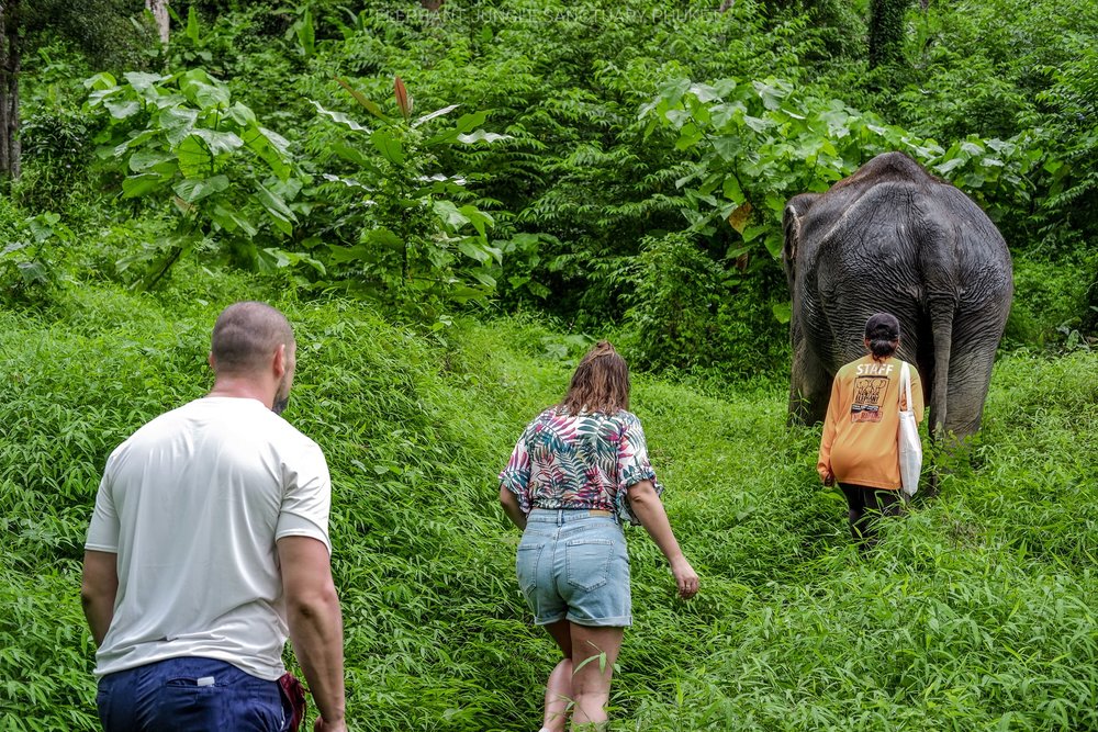 ชมช้างที่ ปางช้าง ภูเก็ต 2