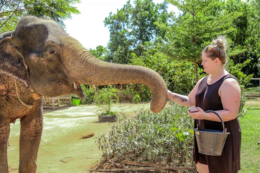 ให้อาหารช้าง