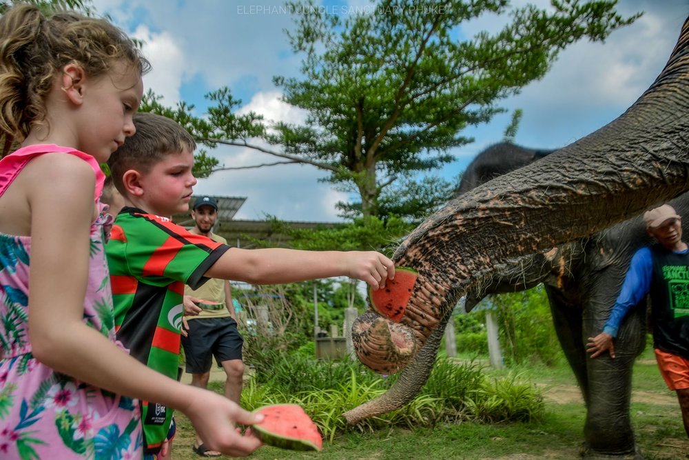 ให้อาหารช้าง 2