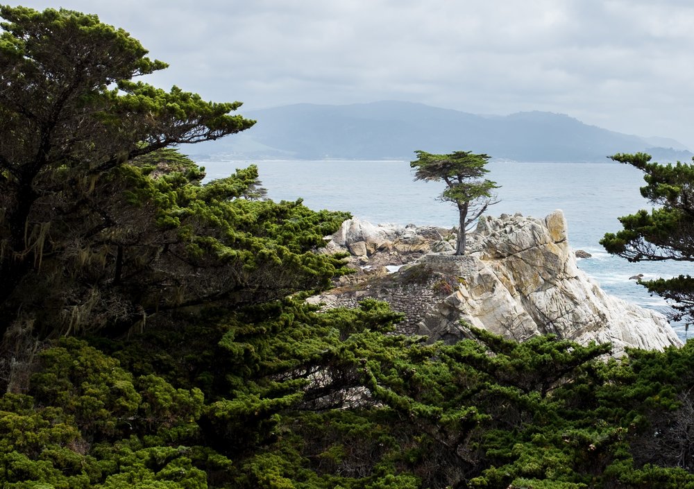the lone cypress along 17-mile drive in california