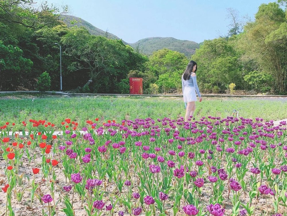 鬱金香海屬免費開放予公眾觀賞,但記得要有公德心,影相時亦不要踐踏花田,破壞花朵! (Instagram @maggie.lammy)
