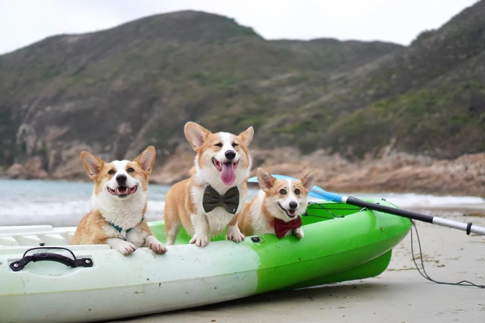 白臘灣有不少水上活動設施可租借,夠方便。(Instagram @mung.thecorgi)