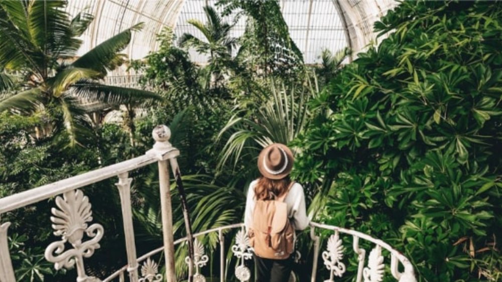 See the world's oldest pot plant at the world's largest botanical collection.