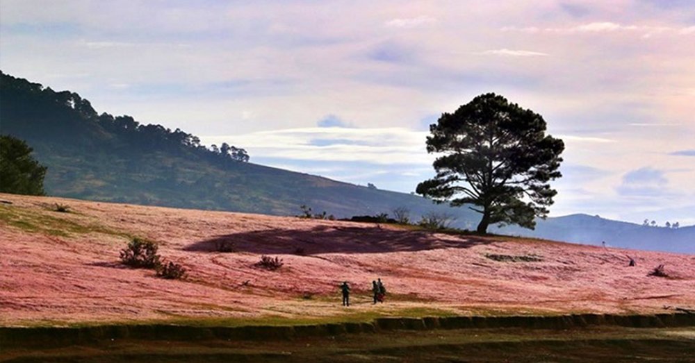kinh-nghiem-du-lich-doi-co-hong-da-lat