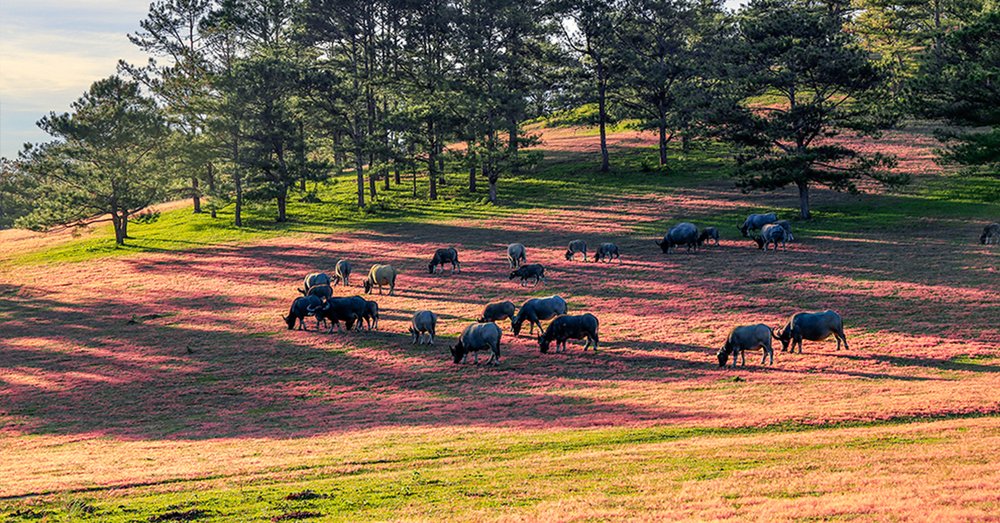 cac-doi-co-hong-da-lat-noi-tieng