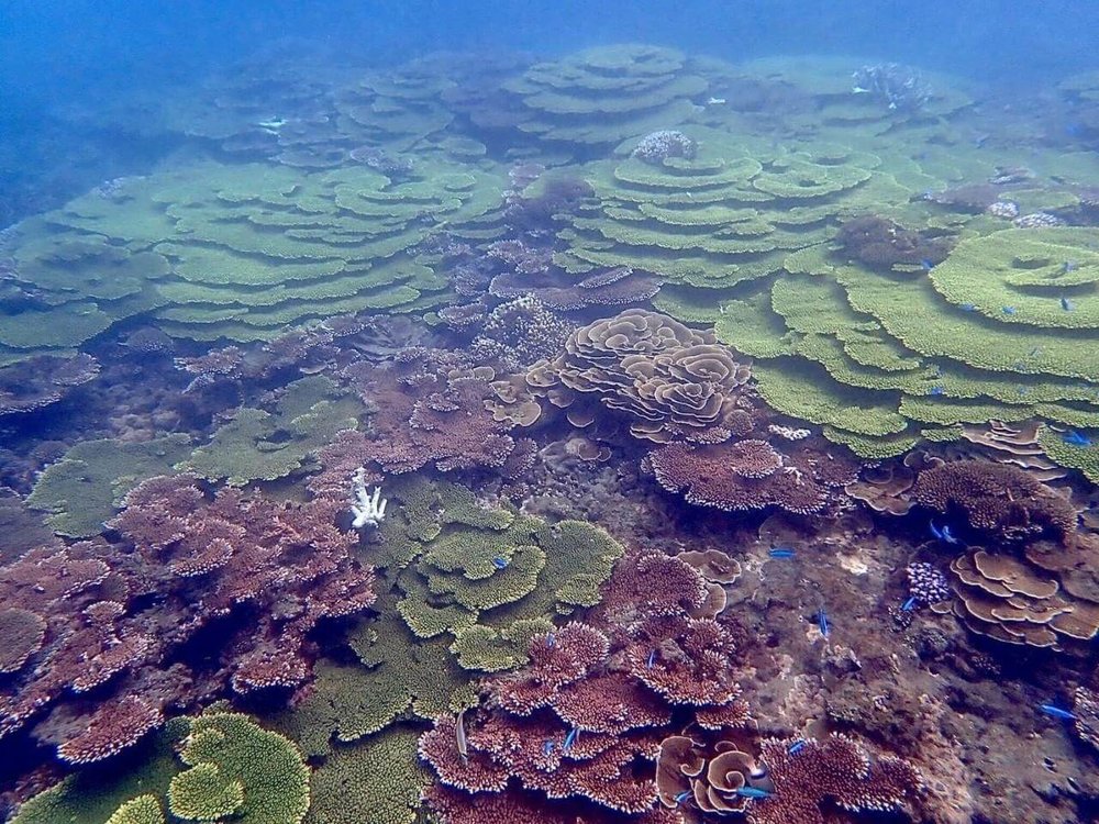 南方四島 薰衣草森林