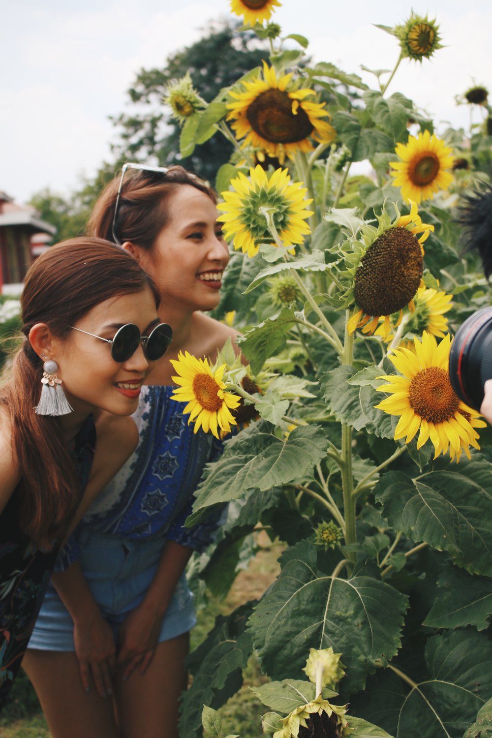 sunflower fields sarabuni khao kho