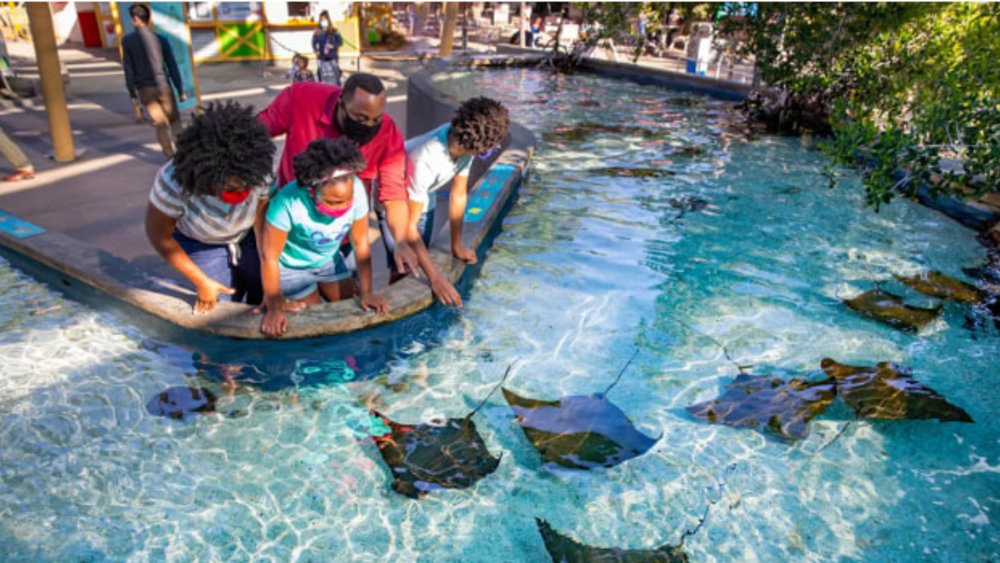 Meet and greet these ocean carnivores!