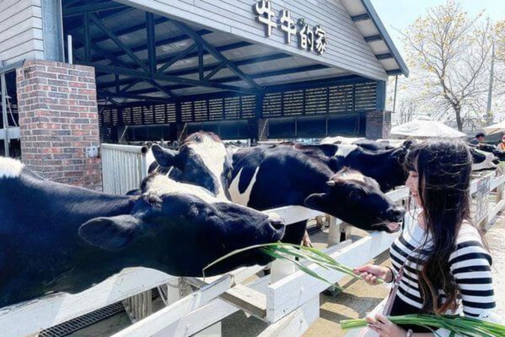 雲林景點 千巧谷牛樂園牧場