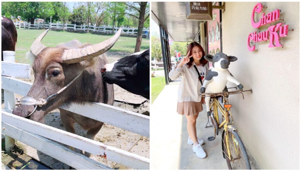 雲林景點 千巧谷牛樂園牧場