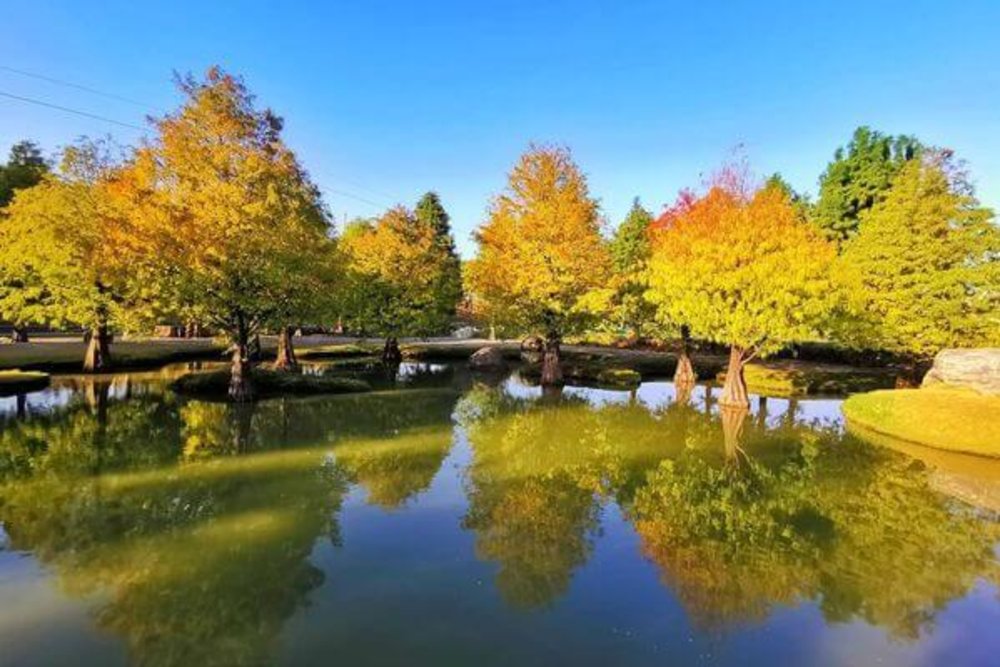 雲林景點 青埔落羽松秘境