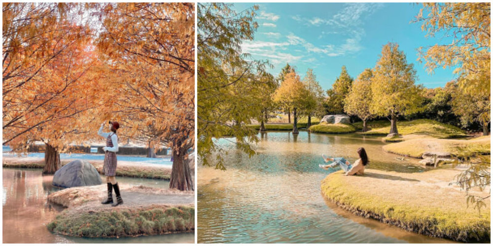 雲林景點 青埔落羽松秘境