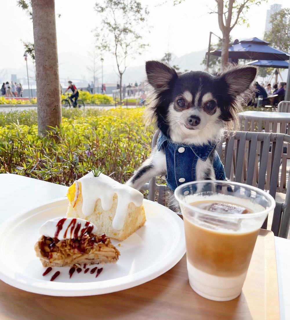咖啡店設有室外部分,也歡迎主人帶同毛孩來打卡。 (Instagram @w.w.eateveryday)