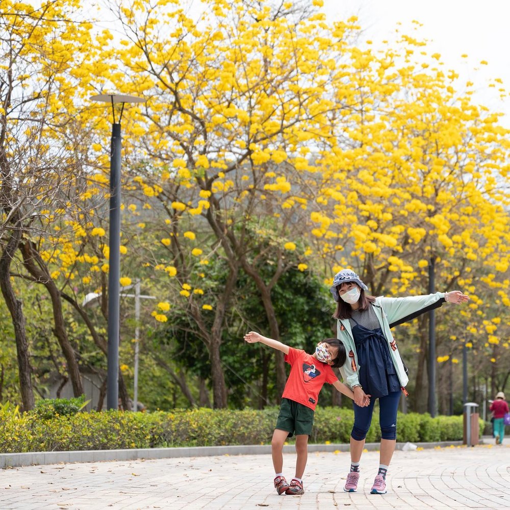 公園內還有黃花風鈴木,同樣吸引人停下來打卡。(Instagram @catdingmama)