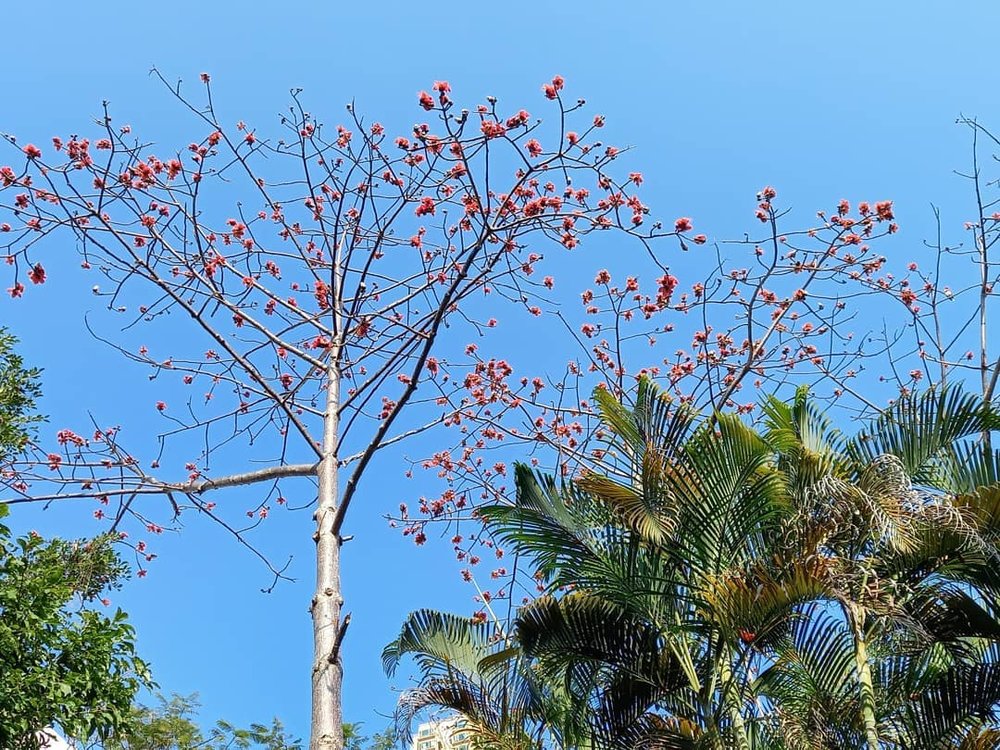 文曲里公園的遊人較少,但春天時節一樣是賞花的好地點。(Instagram @kk992008)