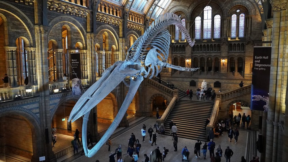 a dinosaur fossil in london's natural history museum