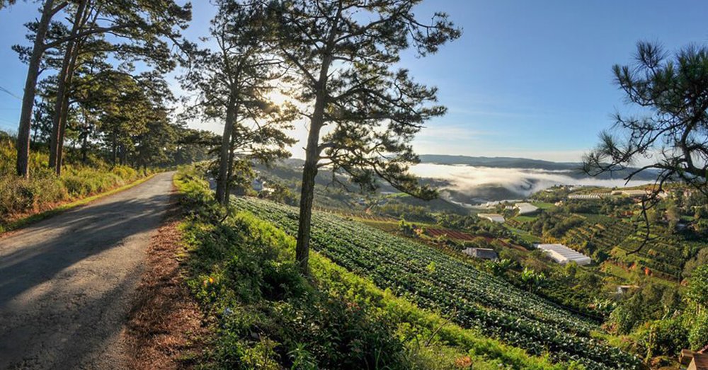 Rừng thông gần đồi chè Cầu Đất