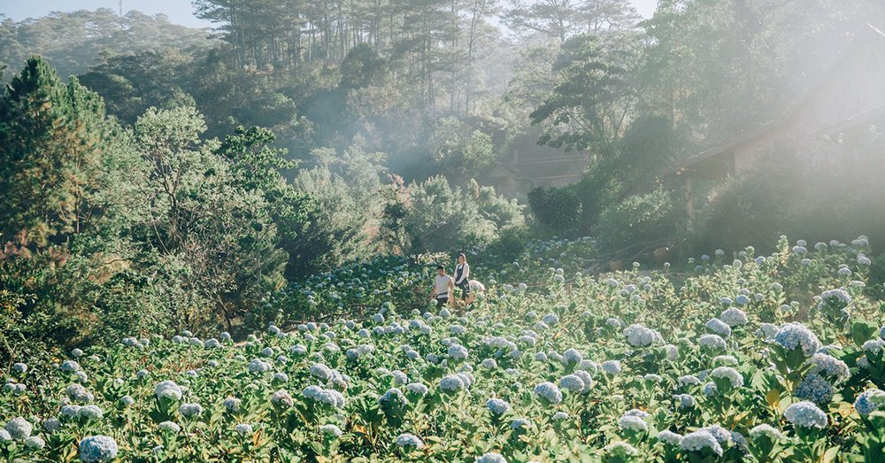 Rừng thông Làng Cù Lần