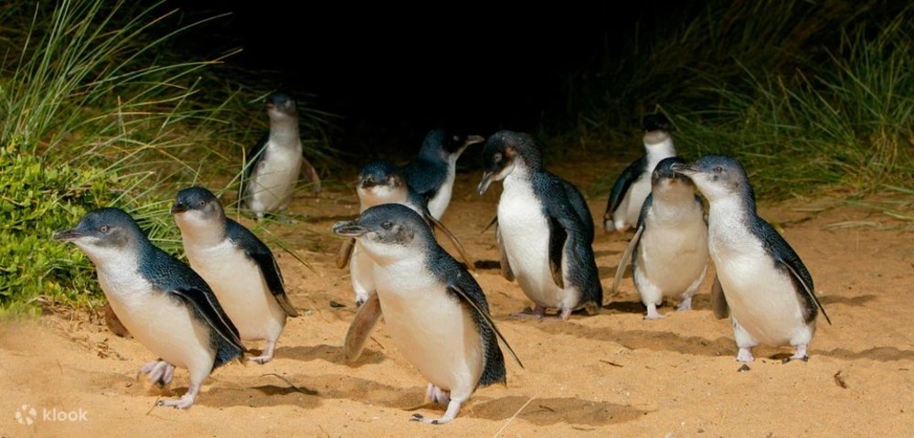penguin parade phillip island