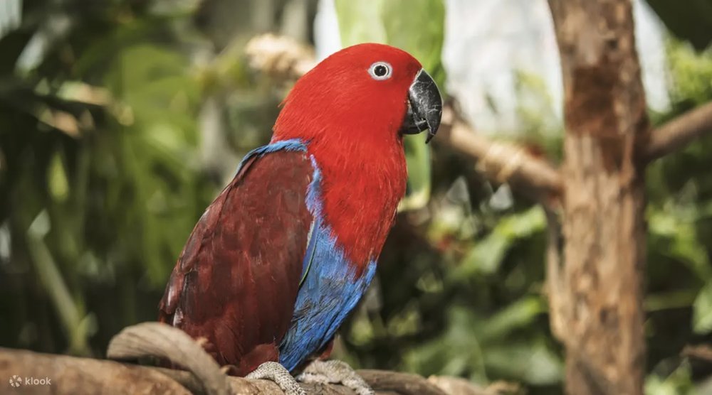 Interact with different types of birds at The Green Planet Dubai