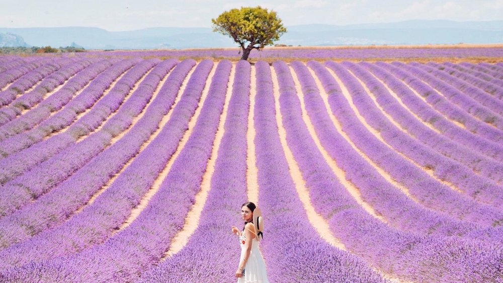 Marvel at the endless sea of purple! Image Credits: @ireneccloset