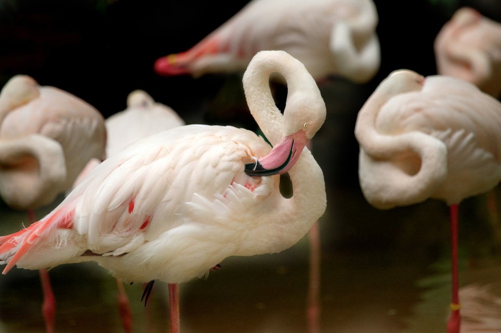 สวนน้ำอาฟาโมซา (A'Famosa Water Theme Park) ในมะละกา 3