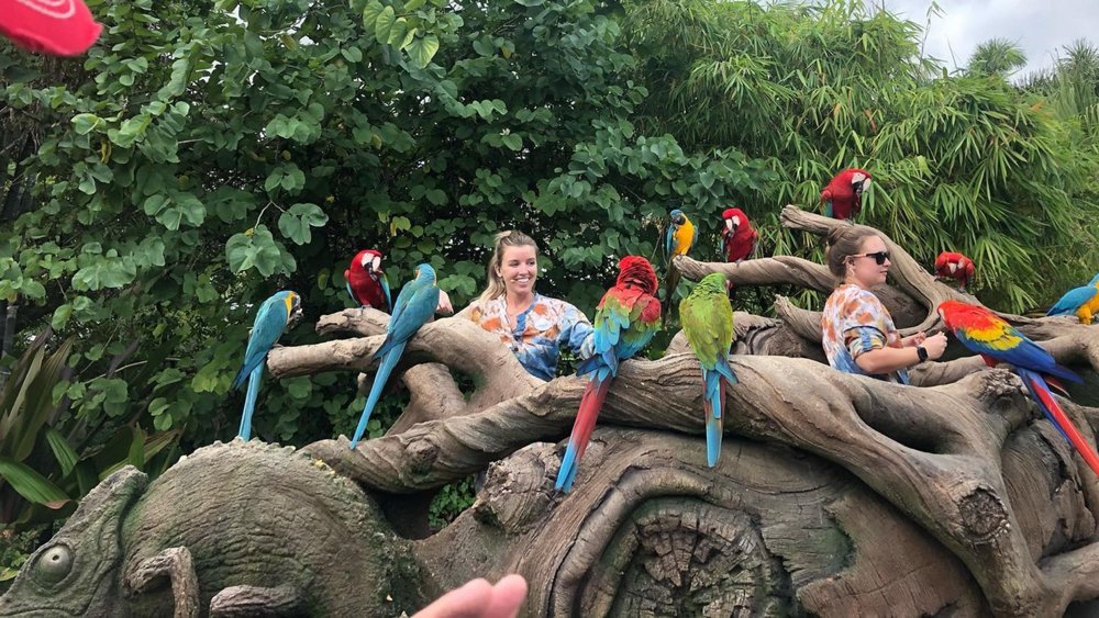 Stay alert for some gorilla sightings! Credits: @worldclassvip