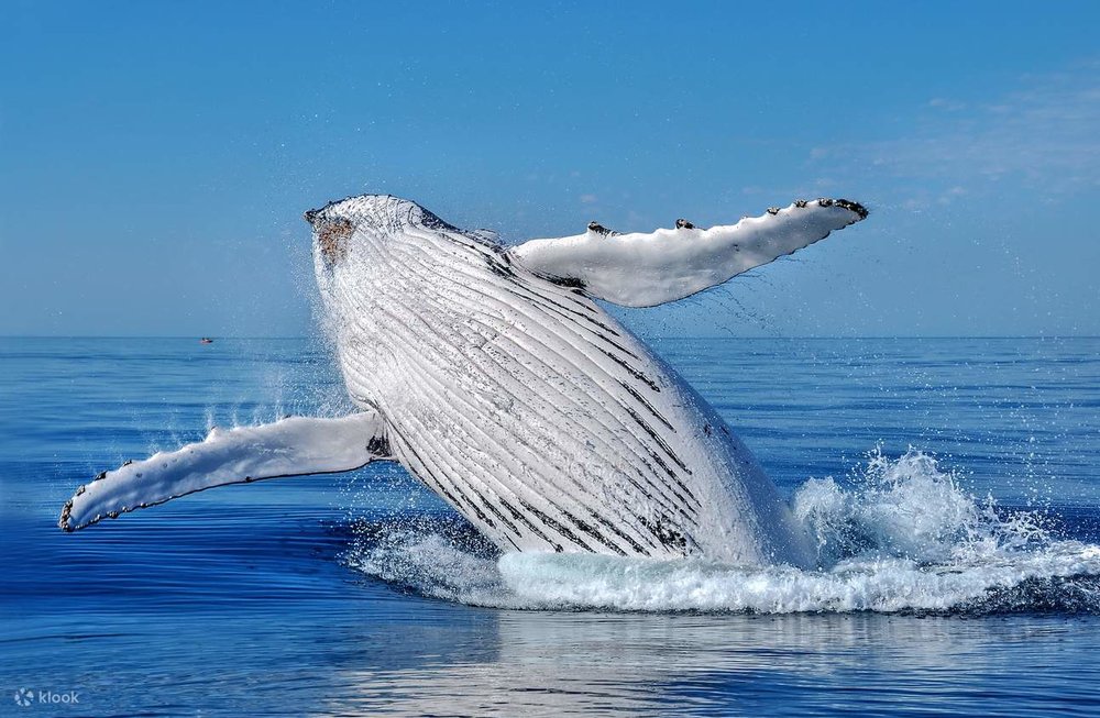 perth best road trips whale watching