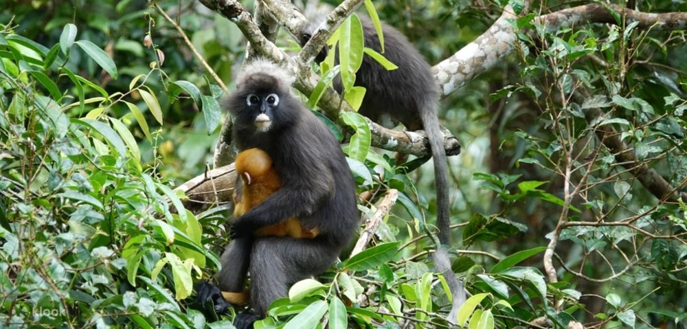 จุดชมธรรมชาติฮาบิแทต ปีนัง ฮิลล์ (Habitat Penang Hill) 3