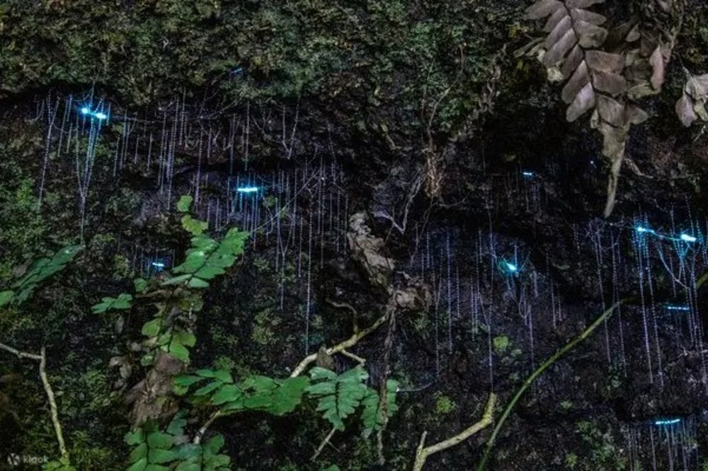 glowworm cave tamborine mountain