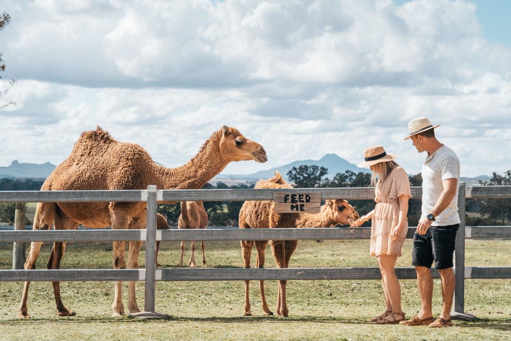 scenic rim camel