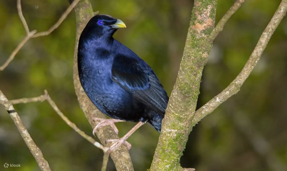 lamington national park wildlife