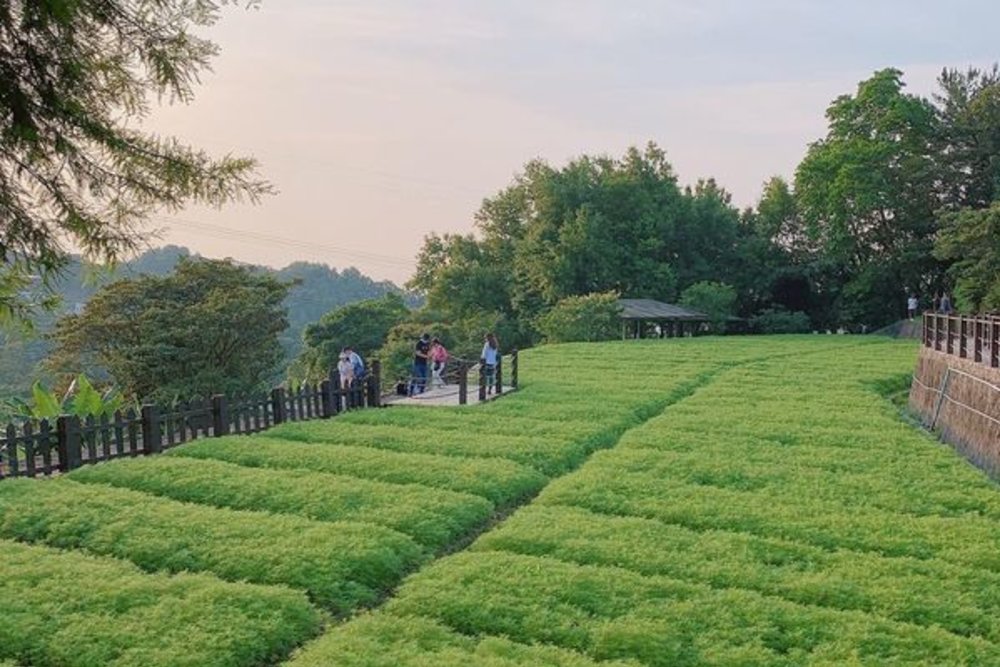 貓空景點 樟樹步道