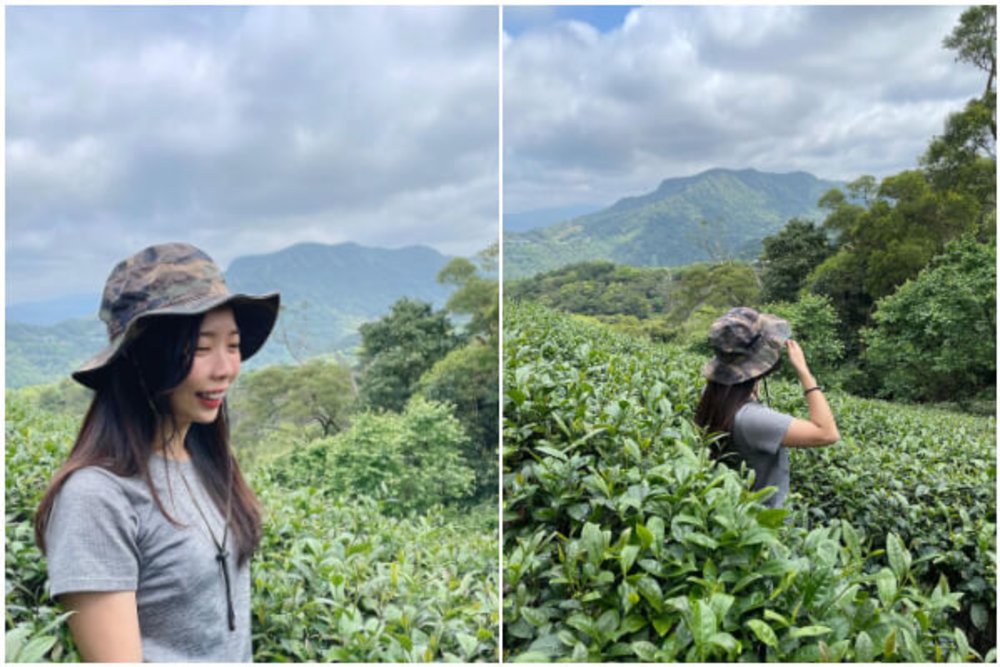 貓空景點:樟樹步道